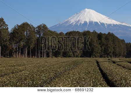 japanese green tea farm and mountain fuji in background