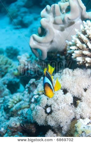 Rotmeer-Anemonenfisch (Amphiprion Bicinctus)