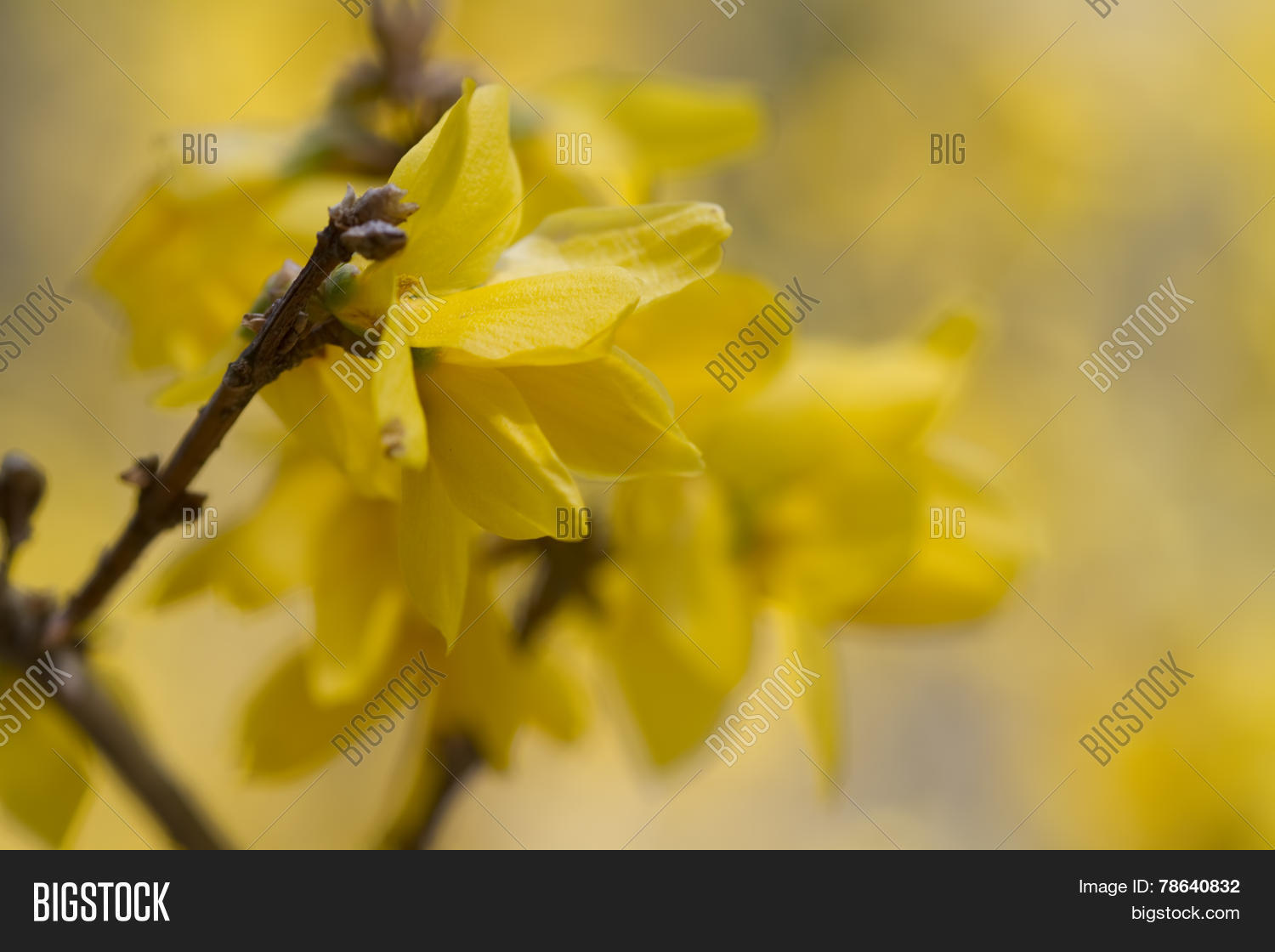 Yellow Spring Image Photo Free Trial Bigstock