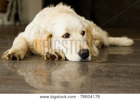 Golden retriever on the floor looking side