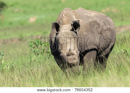 Rhino Wildlife
