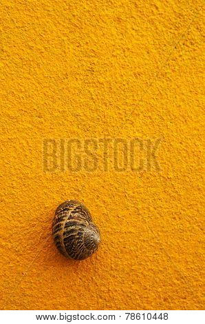 Brown Snail Shell On Yellow Wall
