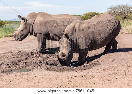 Rhino Wildlife