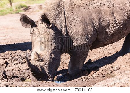Rhino Wildlife
