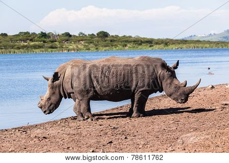 Rhinos Wildlife