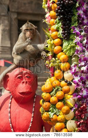 Thailand Monkey Party ( Thailand Monkey Buffet ).