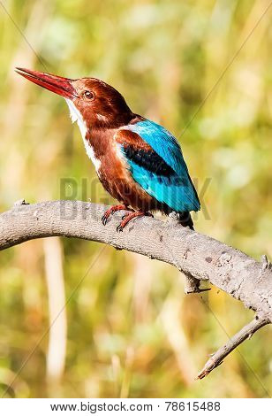 blue Kingfisher bird, on a branch, beak left up