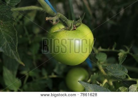 GrÃ¼ne Tomaten