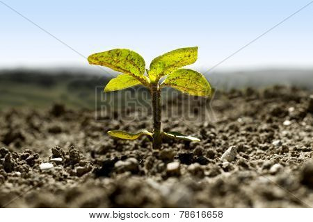 Alone Little Sunflower