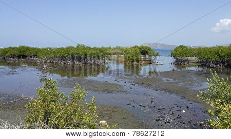 Mangrove Forest