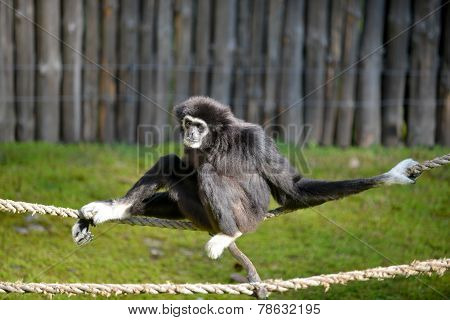 Gibbon