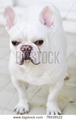 A White French Bulldog's Looking To Something