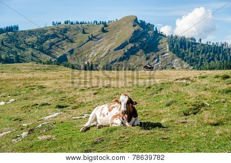 Resting Cow In The Alps