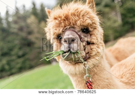 Funny Alpaca With Mouth Full Of Grass