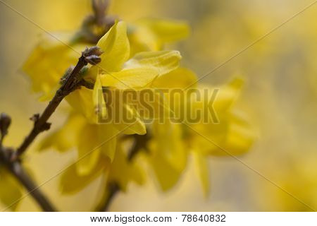 Yellow Spring Forsythia Background