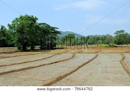 Paddy Fields In Sri Lanka