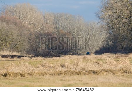 Lonely Car In The Forest