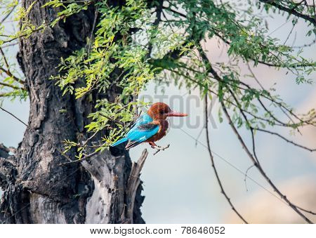 blue Kingfisher bird, on a tree, beak right