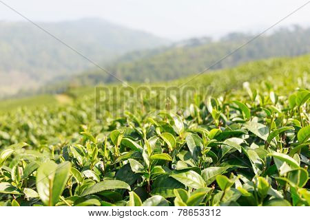 Tea Plantation