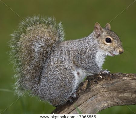 Climbing Squirrel