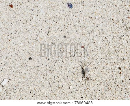 Crab