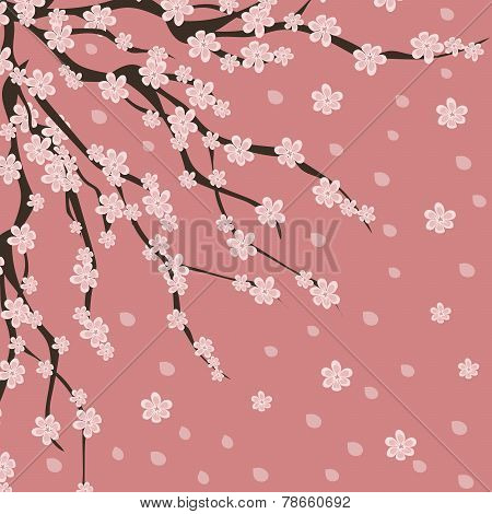 Sakura
