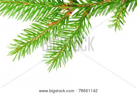 green banch of fir isolated on white