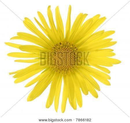 Doronicum