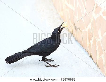 Cuban Crow