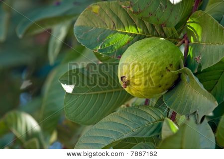 Guava