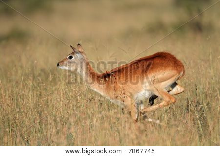Kører røde Lechwe antilope