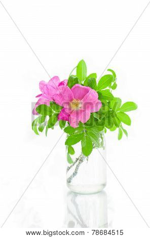 Beautiful pink Eglantine in jar on white background