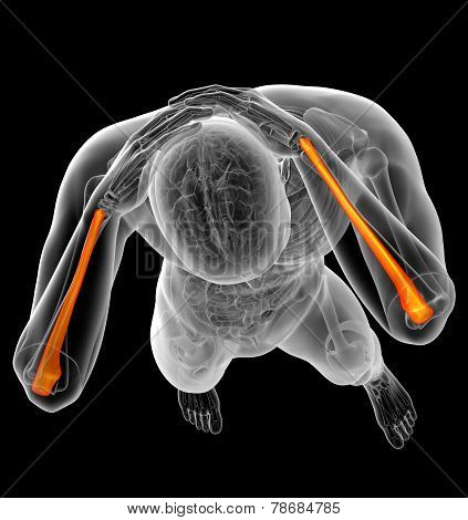 3D Render Medical Illustration Of The Ulna Bone