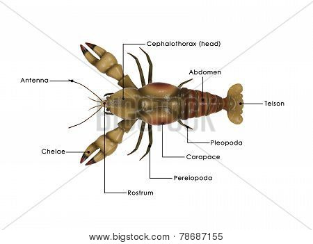 Astacus