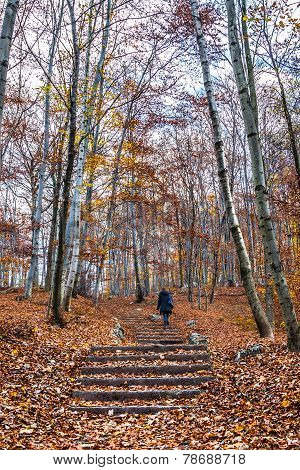Trekking Path In The Forest With A Girl Walking