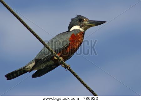 Kingfisher anellati