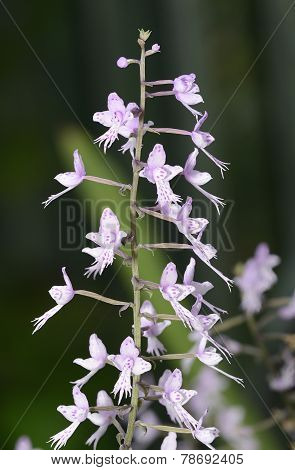 Long-leafed Stenoglottis Orchid