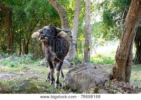 buffalo