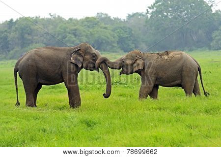 Elephant