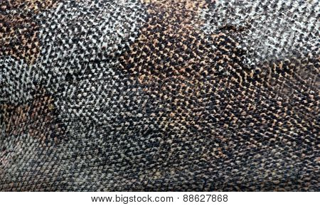 Komodo Dragon Skin