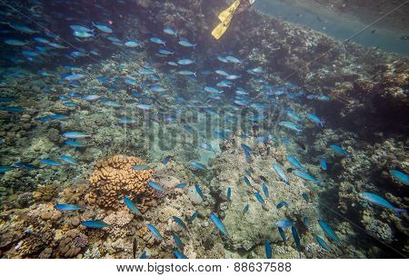 Shoal of blue fishes