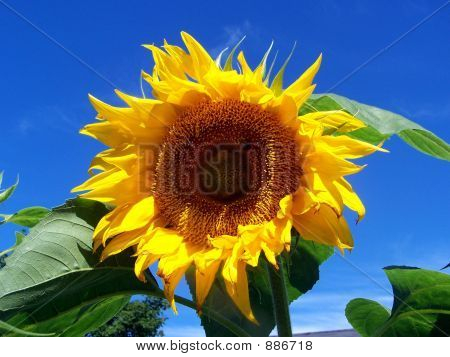 Geconfronteerd met de zon