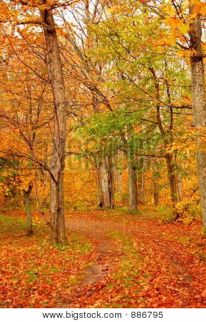 Falder Forest Road