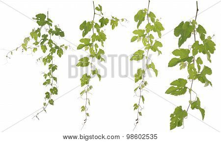 Collected Rubus Ampelopsis Humulifolia Bge Isolated On White Background