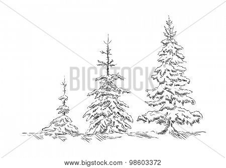 vector -three spruce trees at winter time