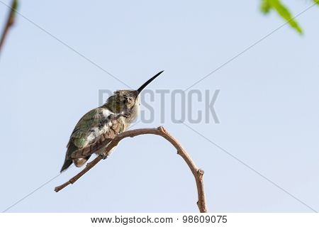 Female Black-chinned Hummingbird