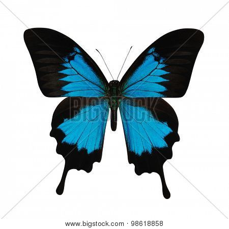 Blue butterfly isolated on white background