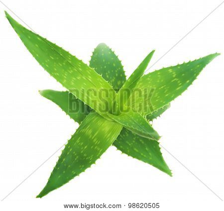 Green leaves of aloe plant close up