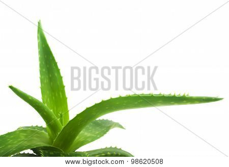 Green leaves of aloe plant close up