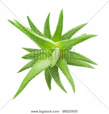 Green leaves of aloe plant close up